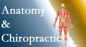 Cox Chiropractic Medicine Inc proudly delivers chiropractic care based on knowledge of anatomy to diagnose and treat spine related pain.