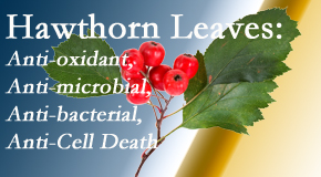 Cox Chiropractic Medicine Inc presents new research regarding the flavonoids of the hawthorn tree leaves’ extract that are antioxidant, antibacterial, antimicrobial and anti-cell death. 
