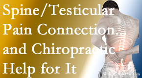 Cox Chiropractic Medicine Inc shares recent research on the connection of testicular pain to the spine and how chiropractic care helps its relief.