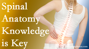 Cox Chiropractic Medicine Inc understands spinal anatomy well – a benefit to everyday chiropractic practice!