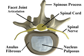 Axial View of Spine - Labeled