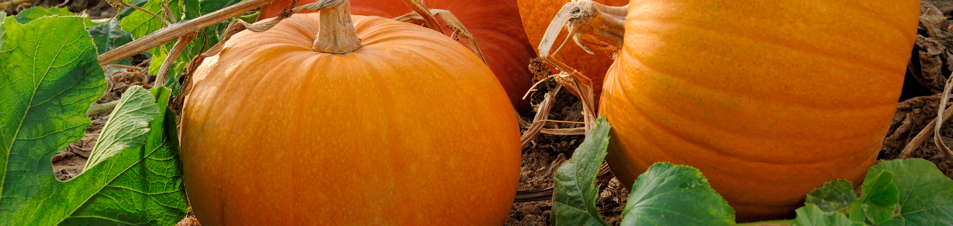 Fort Wayne Pumpkin Leaves’ help for degenerated discs