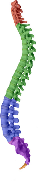 Cox Chiropractic Medicine Inc aims to help maintain or attain a healthy spine with healthy discs with Fort Wayne chiropractic care.