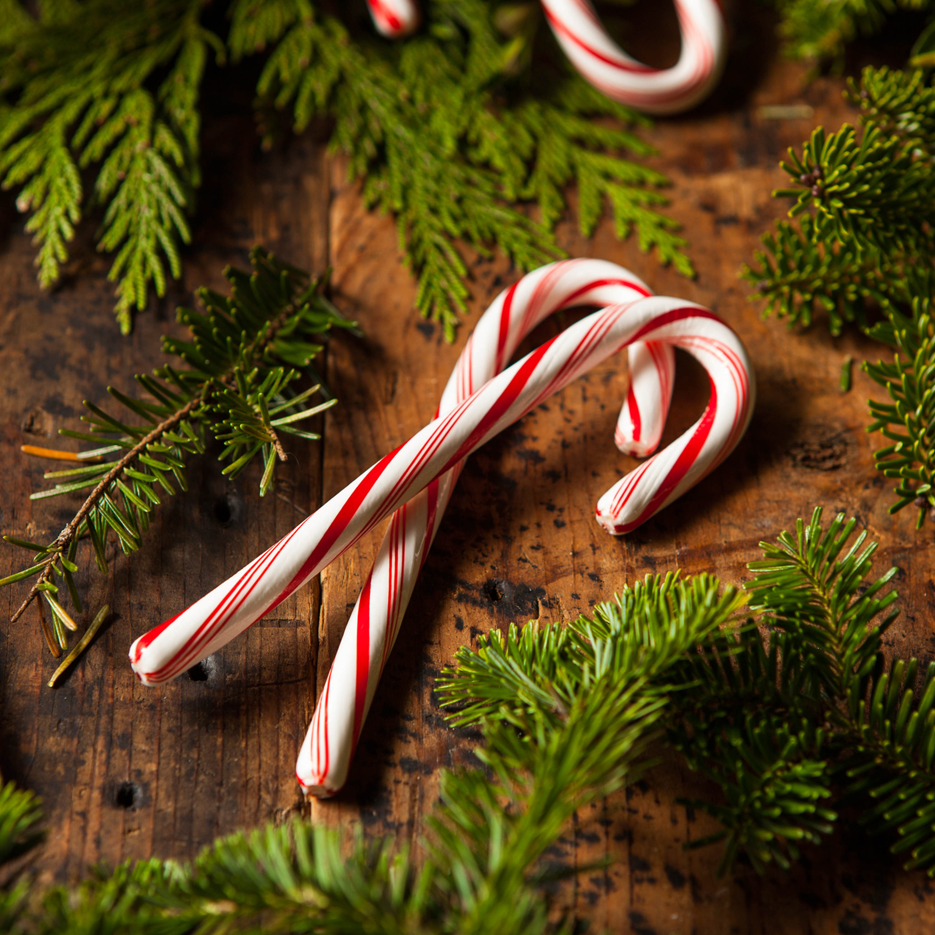 Fort Wayne Holiday Peppermint: Good for Cognition & Appetite Regulation ...